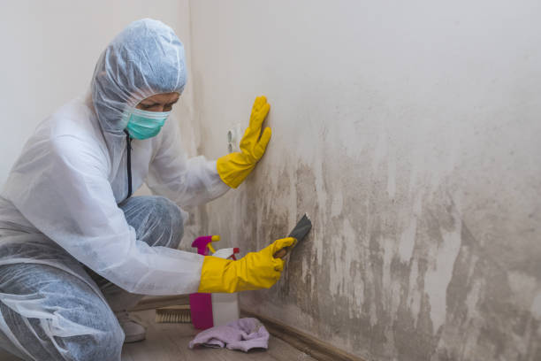 Best Asbestos and Lead Testing During Mold Inspection  in Manchester, KY