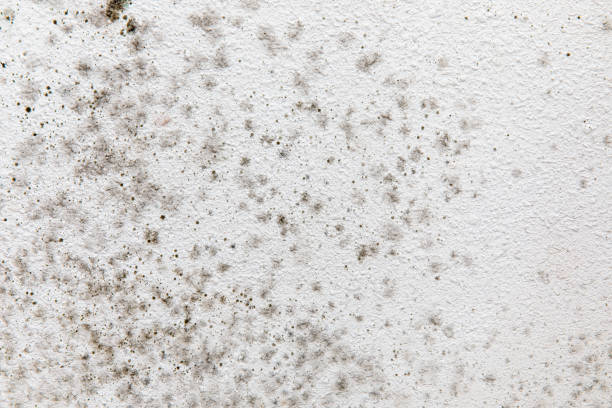 Manchester, KY Mold Removal Company