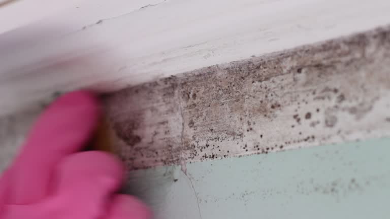 Best Attic Mold Removal  in Manchester, KY